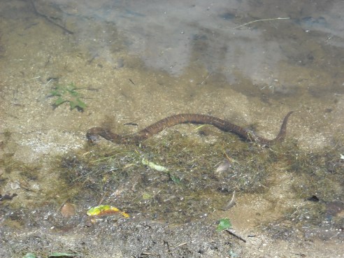 Copperhead snake snake in water