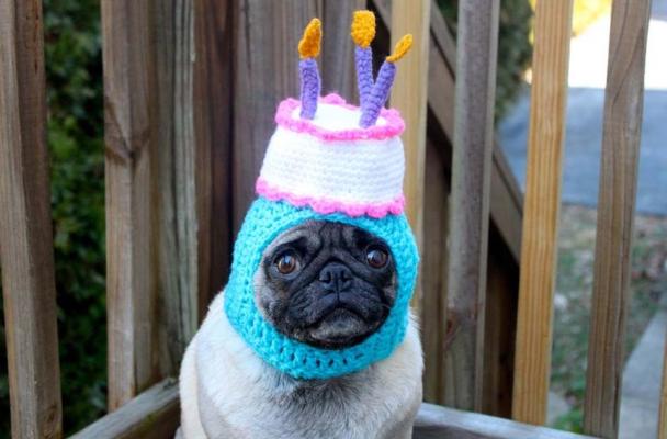 Pug birthday