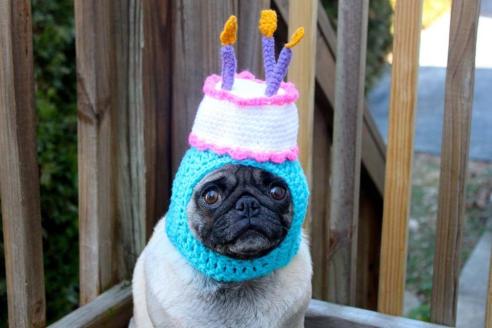 Pug birthday