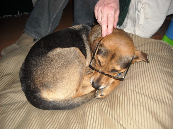 dog with glasses